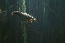Biosphoto | 1248971 | Ecrevisse dans un lac Jura France | &copy; Michel Loup / Biosphoto