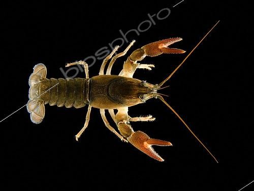 Biosphoto | 2433963 | Ecrevisse de Californie (Pacifastacus leniusculus) sur fond noir, Oregon | &copy; Stuart Wilson / Biosphoto