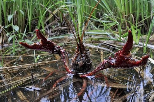 Biosphoto | 1755482 | Ecrevisse de Louisiane dans l'eau Prairie du Fouzon France | &copy; Bruno Guénard / Biosphoto