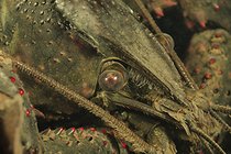 Biosphoto | 2602096 | Ecrevisse de Louisiane (Procambarus clarkii) dans une mare, commune de Couffy, France | &copy; Bruno Guénard / Biosphoto