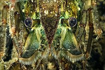 Biosphoto | 2602107 | Ecrevisse de Louisiane (Procambarus clarkii) dans une mare, juste avant une mue, commune de Couffy, France | &copy; Bruno Guénard / Biosphoto