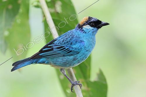 Biosphoto | 2099887 | , Ecuador | &copy; Jean Mayet / Biosphoto