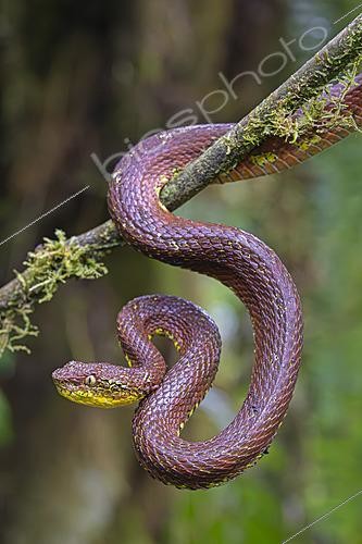Biosphoto | 2628100 | Ecuadorian eyelash viper (Bothriechis nitidus), Tendayapa, Ecuador. | &copy; Vincent Premel / Biosphoto