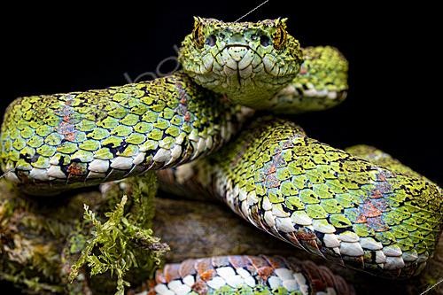 Biosphoto | 2628107 | Ecuadorian eyelash viper (Bothriechis nitidus), Mindo, Ecuador. | &copy; Vincent Premel / Biosphoto