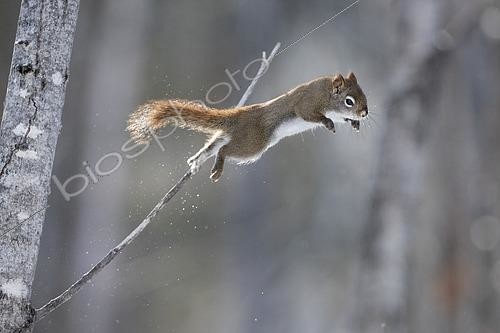 Biosphoto | 2556976 | Ecureuil de l'Hudson (Tamiasciurus hudsonicus) sautant d'une branche, Lac St Jean, Saguenay, Province de Québec, Canada | &copy; Fabrice Simon / Biosphoto