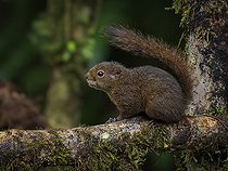 Biosphoto | 2570686 | Ecureuil de montagne du Panama (Syntheosciurus brochus), hauts plateaux de Chiriqui, Panama | &copy; Ignacio Yufera / Biosphoto