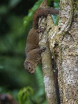 Biosphoto | 2570687 | Ecureuil de montagne du Panama (Syntheosciurus brochus), hauts plateaux de Chiriqui, Panama | &copy; Ignacio Yufera / Biosphoto