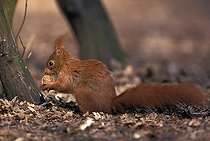 Biosphoto | 497608 | Ecureuil roux au sol en sous-bois avec une noix France | &copy; Cyril Ruoso / Biosphoto