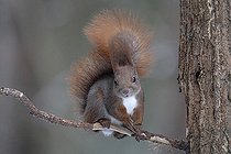 Biosphoto | 2593335 | Écureuil roux d'Europe (Sciurus vulgaris) sur une branche, Forêt de Bialowieza Site du patrimoine mondial de l'UNESCO, Pologne, Europe. | &copy; Franco Banfi / Biosphoto
