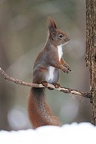 Biosphoto | 2593337 | Écureuil roux d'Europe (Sciurus vulgaris) sur une branche, Forêt de Bialowieza Site du patrimoine mondial de l'UNESCO, Pologne, Europe. | &copy; Franco Banfi / Biosphoto