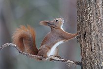 Biosphoto | 2593343 | Écureuil roux d'Europe (Sciurus vulgaris) sur une branche, Forêt de Bialowieza Site du patrimoine mondial de l'UNESCO, Pologne, Europe. | &copy; Franco Banfi / Biosphoto