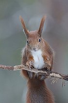 Biosphoto | 2593344 | Écureuil roux d'Europe (Sciurus vulgaris) sur une branche, Forêt de Bialowieza Site du patrimoine mondial de l'UNESCO, Pologne, Europe. | &copy; Franco Banfi / Biosphoto