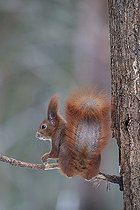 Biosphoto | 2593346 | Écureuil roux d'Europe (Sciurus vulgaris) sur une branche, Forêt de Bialowieza Site du patrimoine mondial de l'UNESCO, Pologne, Europe. | &copy; Franco Banfi / Biosphoto