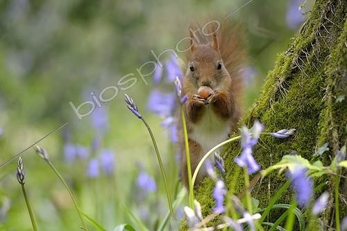 Biosphoto | 1438807 | Ecureuil roux mangeant sur une souche au printemps France | &copy; Guy Piton / Biosphoto