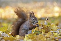 Biosphoto | 2594470 | Écureuil roux (Sciurus vulgaris) dans un parc urbain en automne, Leipzig, Saxe, Allemagne | &copy; Kevin Prönnecke / imageBROKER / Biosphoto