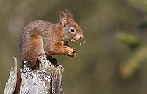 Biosphoto | 2325574 | Ecureuil roux (Sciurus vulgaris) mangeant sur une souche, Parc naturel régional des Vosges du Nord, France | &copy; Michel Rauch / Biosphoto