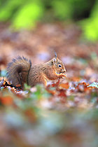 Biosphoto | 2621600 | Ecureuil roux (Sciurus vulgaris) mangeant une noix au sol en l'automne dans une forêt normande, France | &copy; Christophe Perelle / Biosphoto