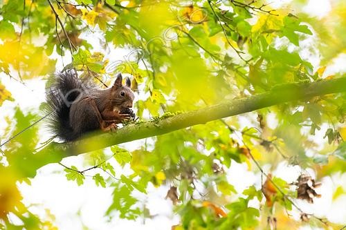 Biosphoto | 2597872 | Ecureuil roux (Sciurus vulgaris) sur une branche en automne, parc Sainte-Marie de Nancy, Lorraine, France | &copy; Stéphane Vitzthum / Biosphoto
