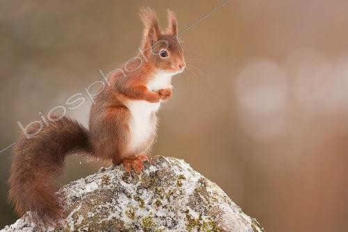 Biosphoto | 2002113 | Ecureuil roux sur un rocher - PNR Vosges du Nord France | &copy; Emmanuel Baechler / Biosphoto