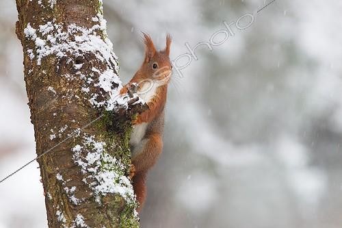Biosphoto | 2002125 | Ecureuil roux sur un tronc - PNR Vosges du Nord France | &copy; Emmanuel Baechler / Biosphoto