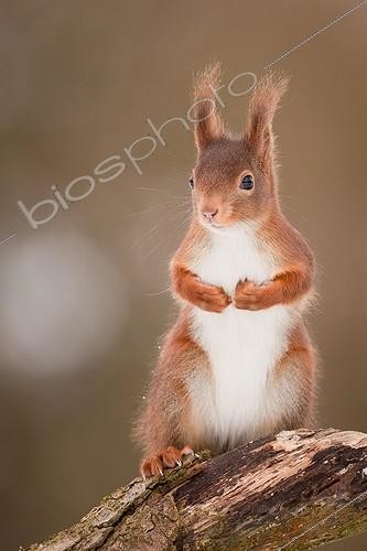 Biosphoto | 2002169 | Ecureuil roux sur une souche - PNR Vosges du Nord France | &copy; Emmanuel Baechler / Biosphoto