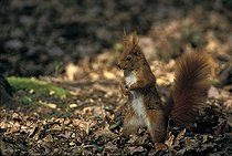 Biosphoto | 498029 | Ecureuil roux surpris hérissant ses poils en sous-bois | &copy; Cyril Ruoso / Biosphoto