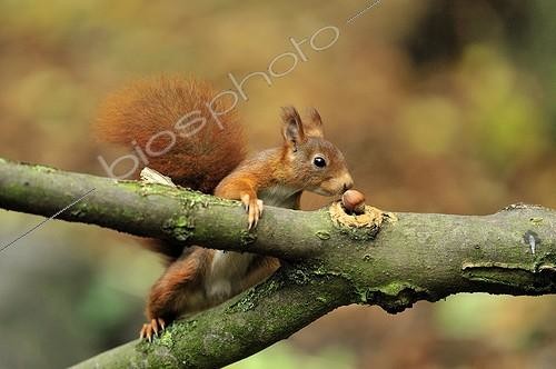 Biosphoto | 640302 | Ecureuil roux trouvant une noisette en automne Ile-de-France | &copy; Pierre Vernay / Biosphoto