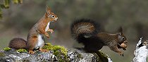 Biosphoto | 2394461 | Ecureuils roux (Sciurus vulgaris) avec Noix, Parc naturel régional des Vosges du Nord, France | &copy; Michel Rauch / Biosphoto