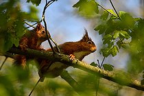 Biosphoto | 2427311 | Ecureuils roux (Sciurus vulgaris) couple, Parc naturel régional des Vosges du Nord, France | &copy; Michel Rauch / Biosphoto