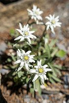Biosphoto | 2588019 | Edelweiss des Alpes (Leontopodium alpinum Cass.) au jardin botanique du Lautaret, à Villar-d'Arène, France. | &copy; Antoine Boureau / Biosphoto