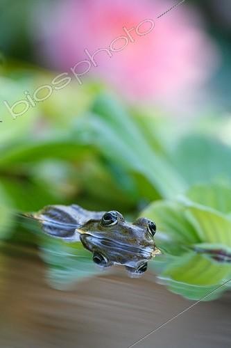 Biosphoto | 917369 | Edible Frog in a pond in front of a water lily France | &copy; Pascal Pittorino / Biosphoto