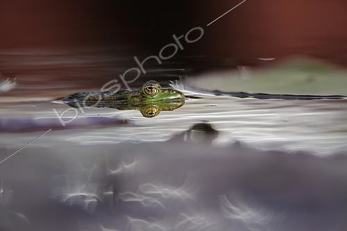 Biosphoto | 2094124 | Edible Frog (Rana esculenta) reflecting in water, Bas-Rhin, Alsace, France | &copy; Bruno Cavignaux / Biosphoto
