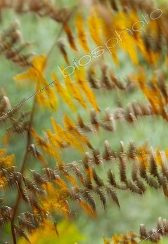 Biosphoto | 1658692 | Effet filé sur une fronde de fougère en automne | &copy; Juan-Carlos Muñoz / Biosphoto