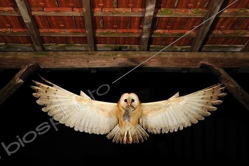 Biosphoto | 1543592 | Effraie des clochers en vol avec une proie Normandie France | &copy; Fabrice Simon / Biosphoto