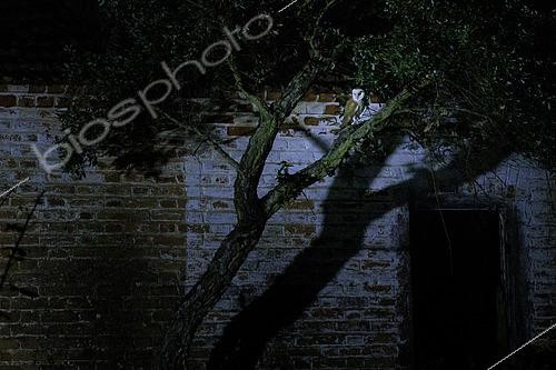Biosphoto | 2610411 | Effraie des clochers (tyto alba), dans un marais de la réserve nationale de l'estuaire du Sado, Portugal | &copy; Alain Roux / Biosphoto