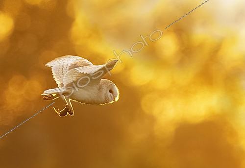 Biosphoto | 2628459 | Effraie des clochers (Tyto alba) en vol au coucher du soleil, Angleterre. | &copy; Frédéric Desmette / Biosphoto