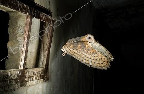 Biosphoto | 2148348 | Effraie des clochers (Tyto alba) volant dans une grange, Huesca, Espagne | &copy; Jorge Ruiz del Olmo / Biosphoto