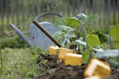 Biosphoto | 603444 | Eggplant seedlings planted in a kitchen garden | &copy; Philippe Giraud / Biosphoto