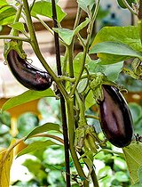 Biosphoto | 2575174 | Eggplant (Solanum melongena), Sarthe, France | &copy; Michel Gile / Biosphoto