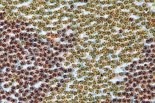 Biosphoto | 2118792 | Eggs fish, Tyrrhenian Sea | &copy; Pasquale Vassallo / Biosphoto