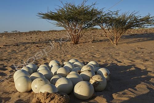 Biosphoto | 2086513 | Eggs of African ostrich (Struthio camelus camelus), introduced substitute subspecies, Najd Plateau, Saudi Arabia | &copy; Olivier Couppey / Biosphoto