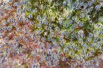 Biosphoto | 2583281 | Eggs of blue-fin damselfish (Abudefduf luridus). Fish of the Canary Islands, Tenerife. | &copy; Sergio Hanquet / Biosphoto