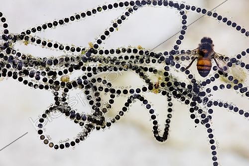 Biosphoto | 2434410 | eggs of SONORAN DESERT TOAD Incilius alvarius, and honeybee, layed in abandoned swimming pool, Sonoran desert , Arizona | &copy; John Cancalosi / Biosphoto