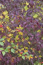 Biosphoto | 2411943 | Eglantier (Rosa canina) et Cornouiller sanguin (Cornus sanguinea) en automne, Parc naturel régional des Vosges du Nord, France | &copy; Michel Rauch / Biosphoto