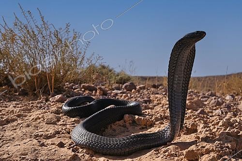Biosphoto | 2612809 | Egyptian cobra (Naja haje), aposematic posture, Ouarzazate region, Morocco. | &copy; Daniel Heuclin / Biosphoto