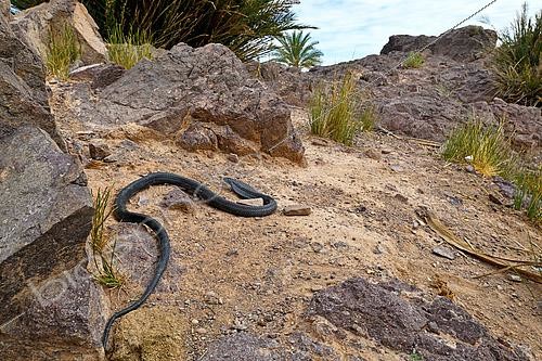 Biosphoto | 2612813 | Egyptian cobra (Naja haje), Ouarzazate region, Morocco. | &copy; Daniel Heuclin / Biosphoto