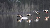 Biosphoto | 2122763 | Egyptian Goose (Alopochen aegyptiaca) lying on the water, Regional Natural Park of the Vosges du Nord, France | &copy; Michel Rauch / Biosphoto
