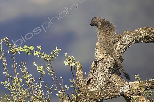 Biosphoto | 2610319 | Egyptian mongoose (Herpestes ichneumon), moving in a tree, Spain | © Emile Barbelette / Biosphoto