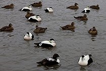 Biosphoto | 1251043 | Eiders à duvet sur l'eau WWT Slimbridge Reserve RU | &copy; Michel Gunther / Biosphoto