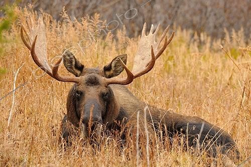 Biosphoto | 1547605 | Elan mâle couché en automne Glen Alps en Alaska | &copy; Fabrice Simon / Biosphoto